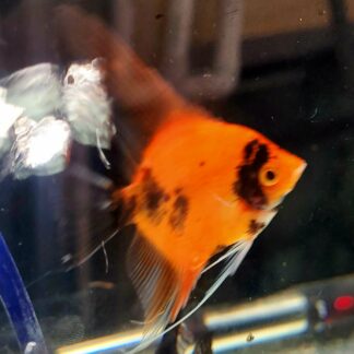 Select High Coverage Koi Angelfish (AKA Red Devil Angelfish)