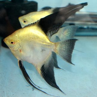 Bulgarian Seal Point Angelfish