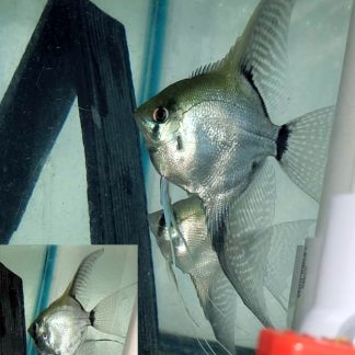 Breeder Group of Philippine Blue Ghost Angelfish