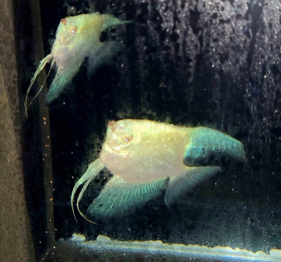 BREEDING GROUP OF BULGARIAN GREEN ANGELFISH (SEAL POINTS & LILAC POINTS) - Image 2