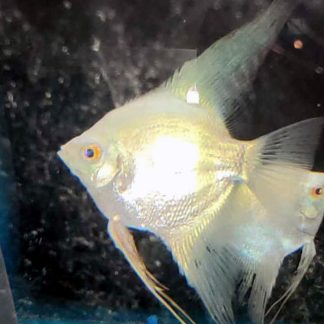 BREEDER GROUP OF BULGARIAN LILAC POINTS ANGELFISH