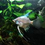 Paraiba Angelfish