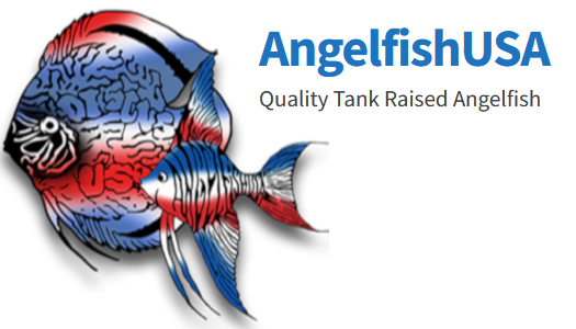 AngelfishUSA