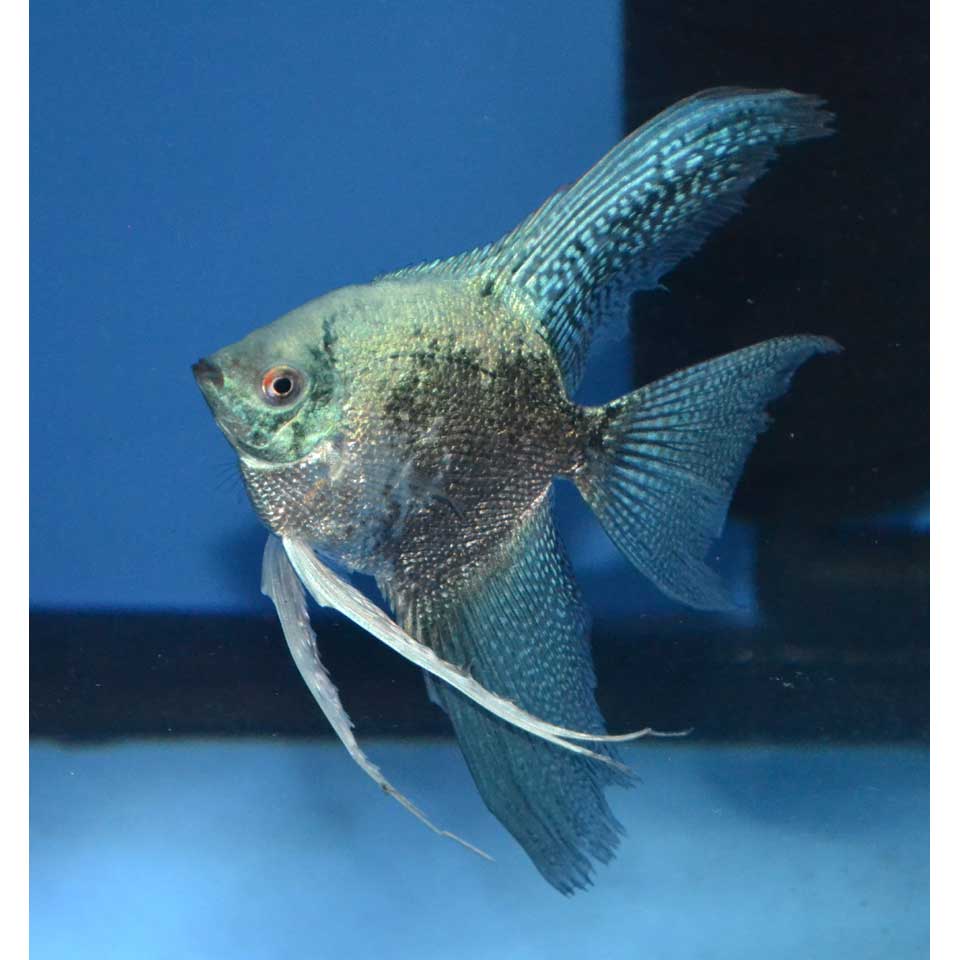 Blue Smokey Angelfish - Image 2