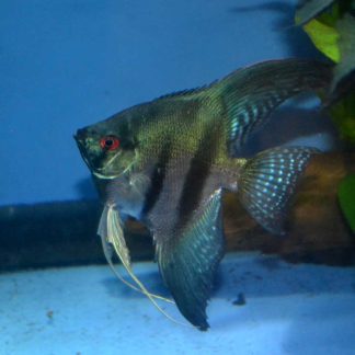 Pinoy Angelfish