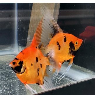 Angelfish Proven Pairs