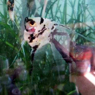 Panda Koi Angelfish