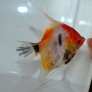 Deluxe Orange Classic Koi Angelfish