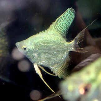 WYSIWYG - Platinum Pearlscale Young Adult