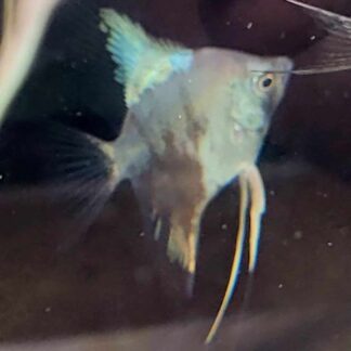 Smokey Paraiba Angelfish