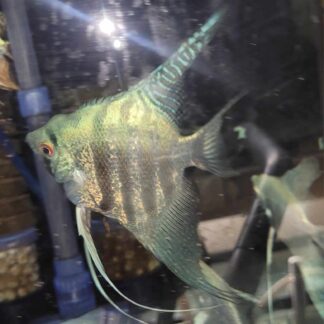 Philippine Blue Zebra Angelfish
