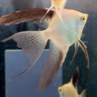 Bulgarian Seal Point Veil Angelfish