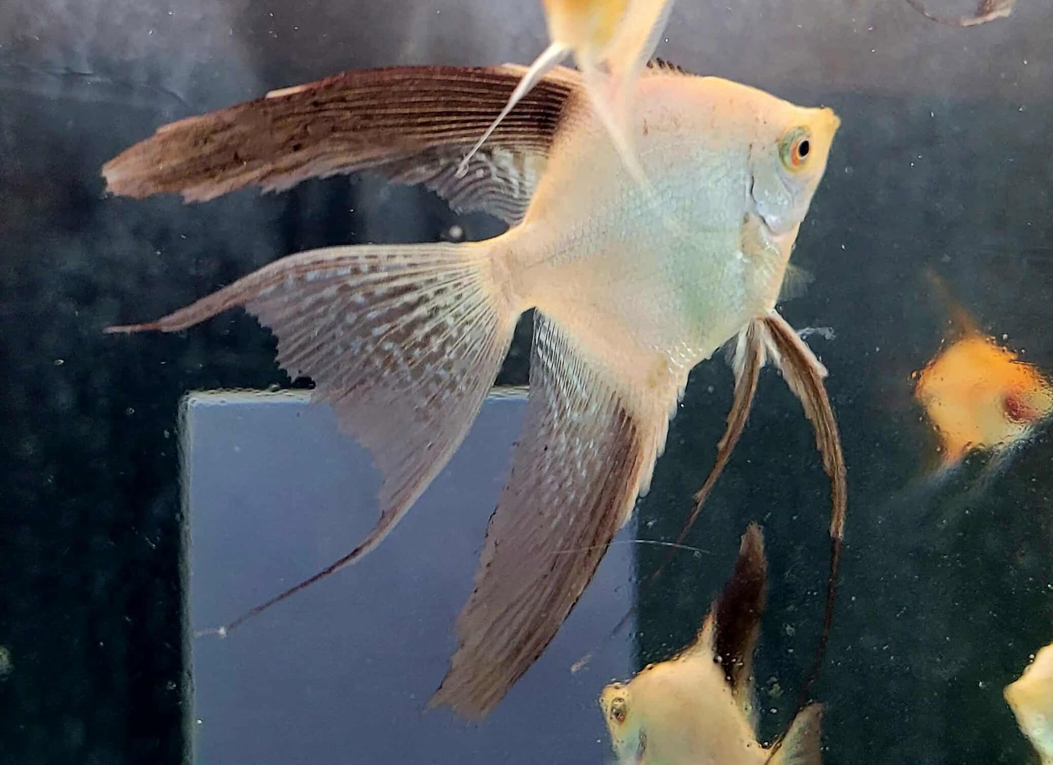 Bulgarian Seal Point Veil Angelfish
