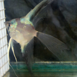 WYSIWYG - Young Adult Paraiba Superveil