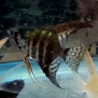 Pinoy Zebra Angelfish
