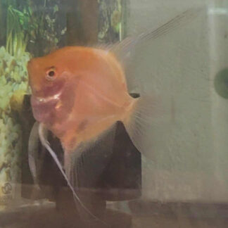 WYSIWYG - GOLDEN BULGARIAN GREEN BLUSHING MALE