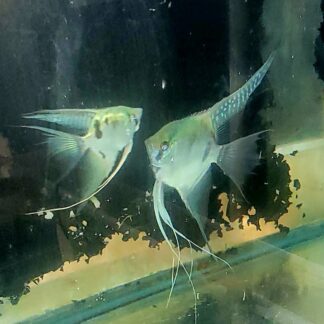 Proven Pair Blue Ghost Veil x Blue Clown Veil #D4