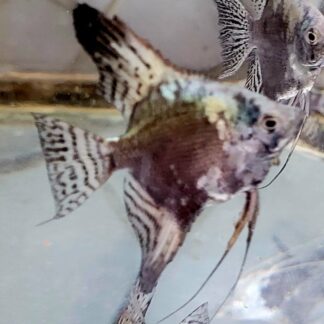 Blue Chocolate Angelfish
