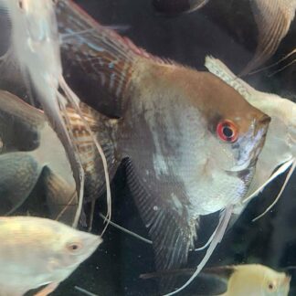 Classic Smokey Angelfish