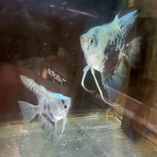 Proven Pair of Blue Smokey Leopard Angelfish #A5