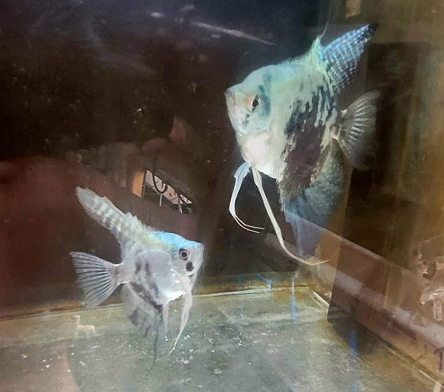 Proven Pair of Blue Smokey Leopard Angelfish #A5