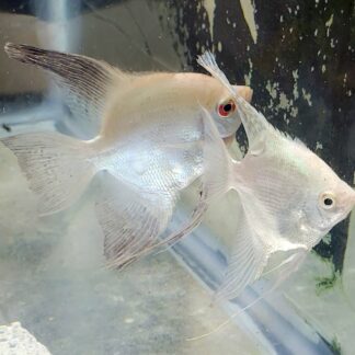 Proven Pair of Bulgarian Angelfish BSP x Lilac Point