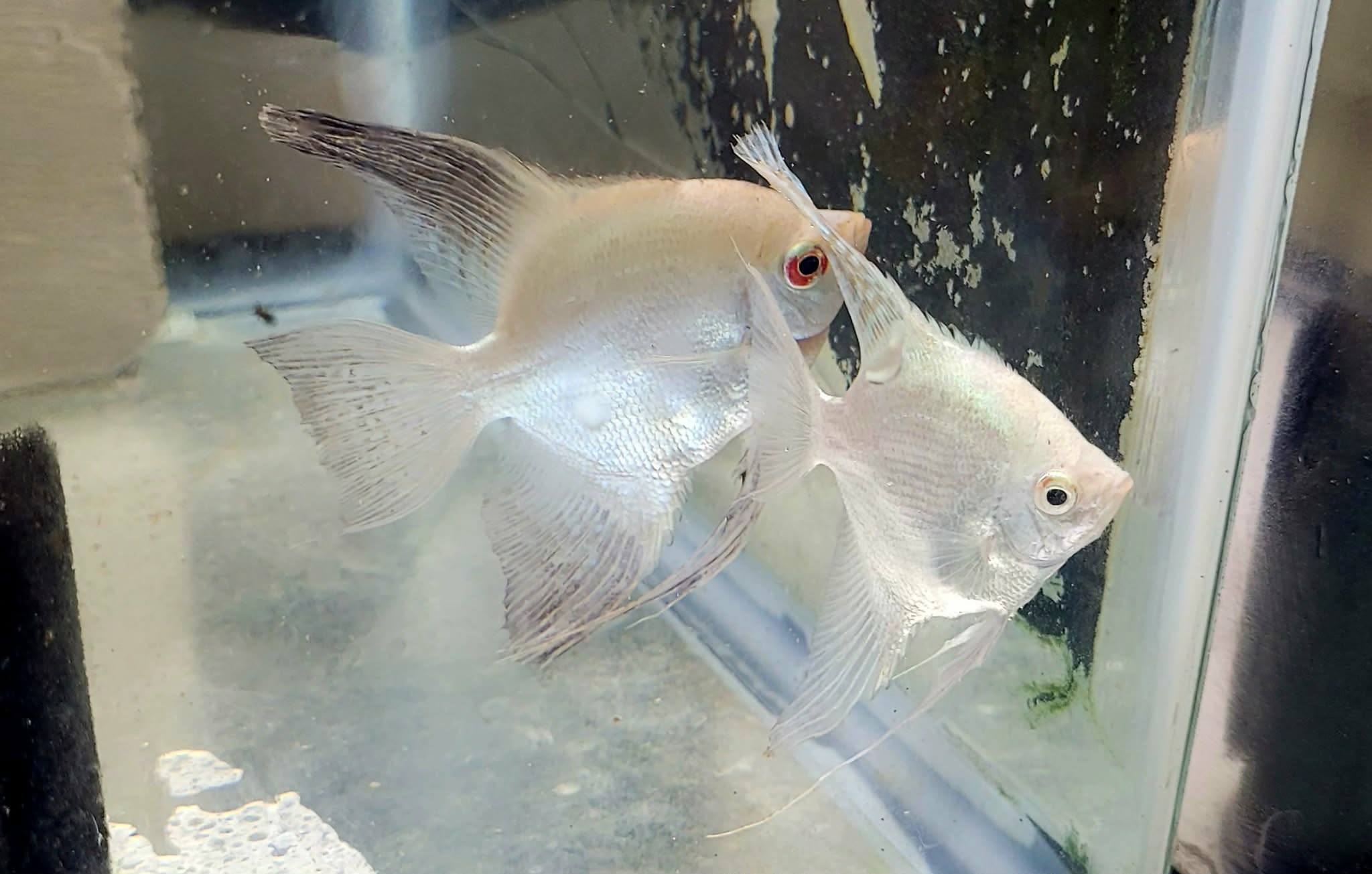 Proven Pair of Bulgarian Angelfish BSP x Lilac Point