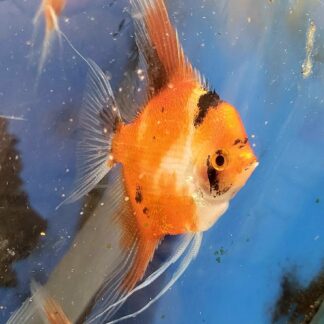WYSIWYG - Select High Coverage Koi (Red Devil) Angelfish (C2) Adult