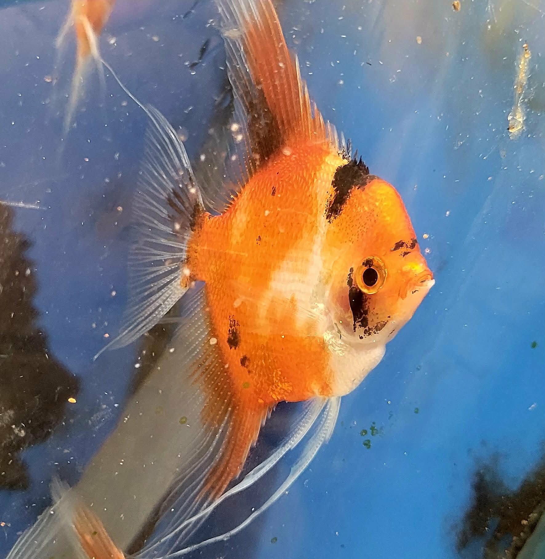 WYSIWYG - Select High Coverage Koi (Red Devil) Angelfish (C2) Adult