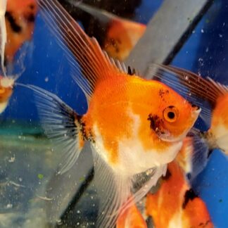 WYSIWYG - DELUXE ORANGE KOI ADULT